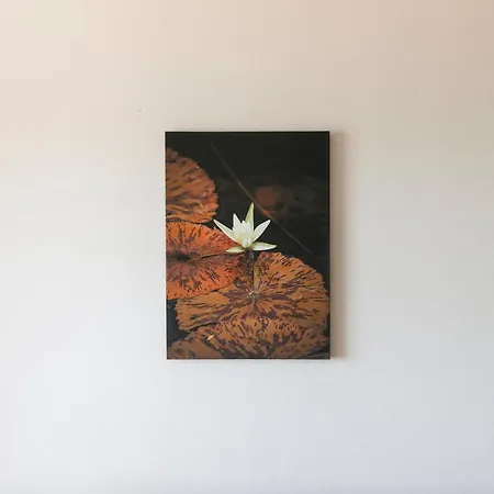 Lotus * Vlore